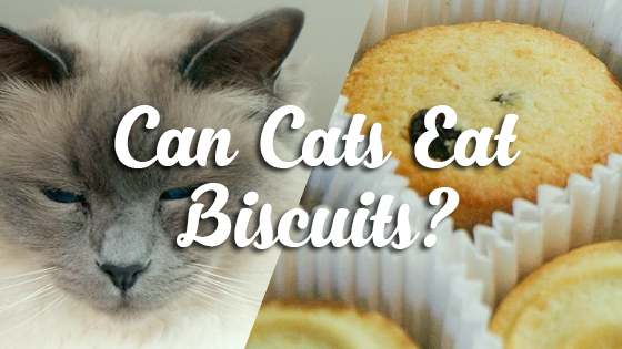 can cats eat biscuits