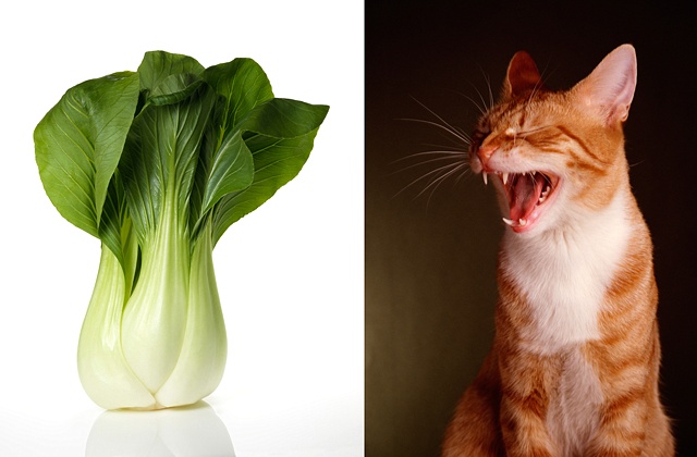 can cats eat bok choy