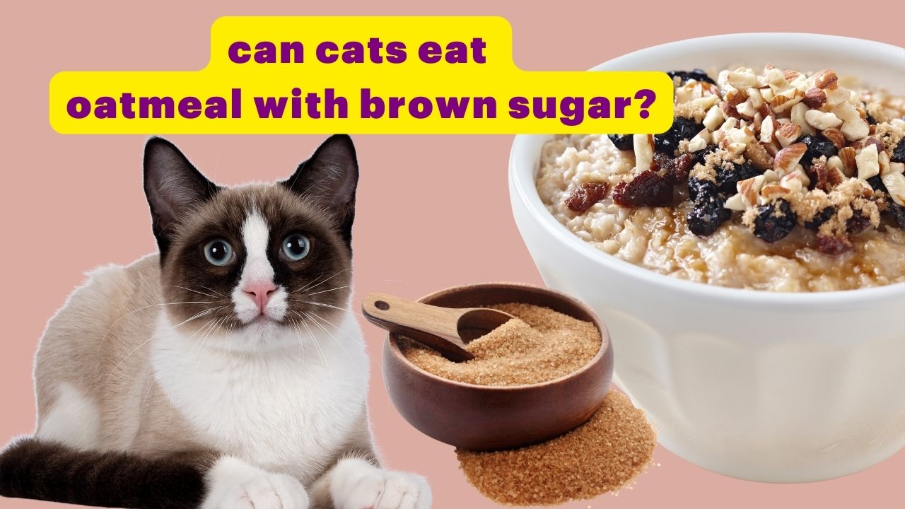 can cats eat brown sugar