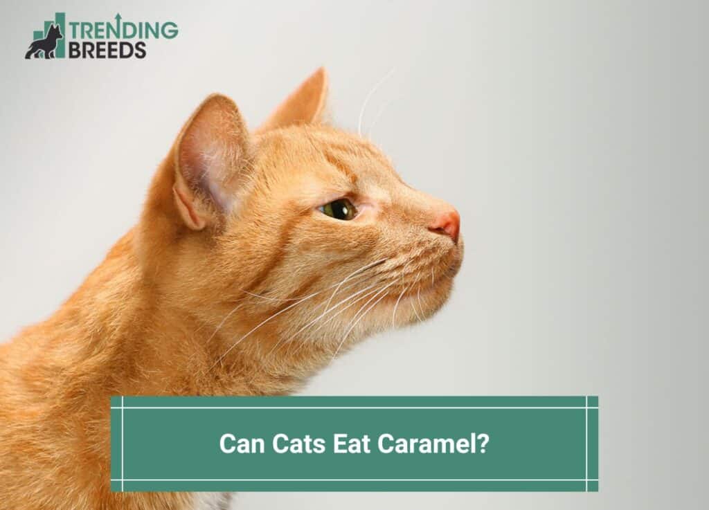 can cats eat caramel