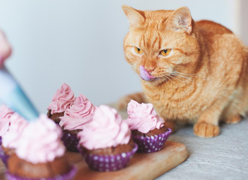 can cats eat carrot cake
