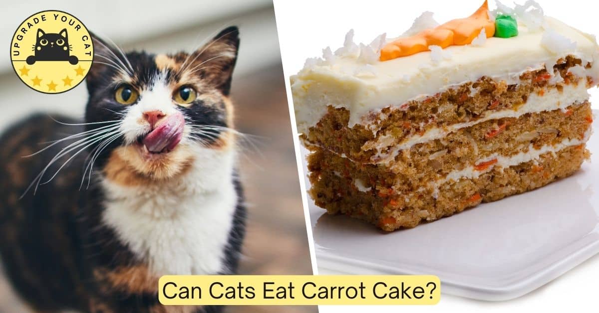 can cats eat carrot cake