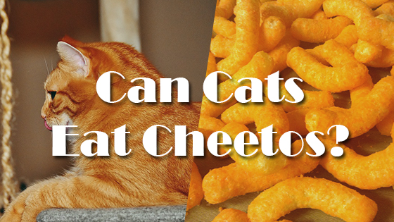 can cats eat cheese puffs