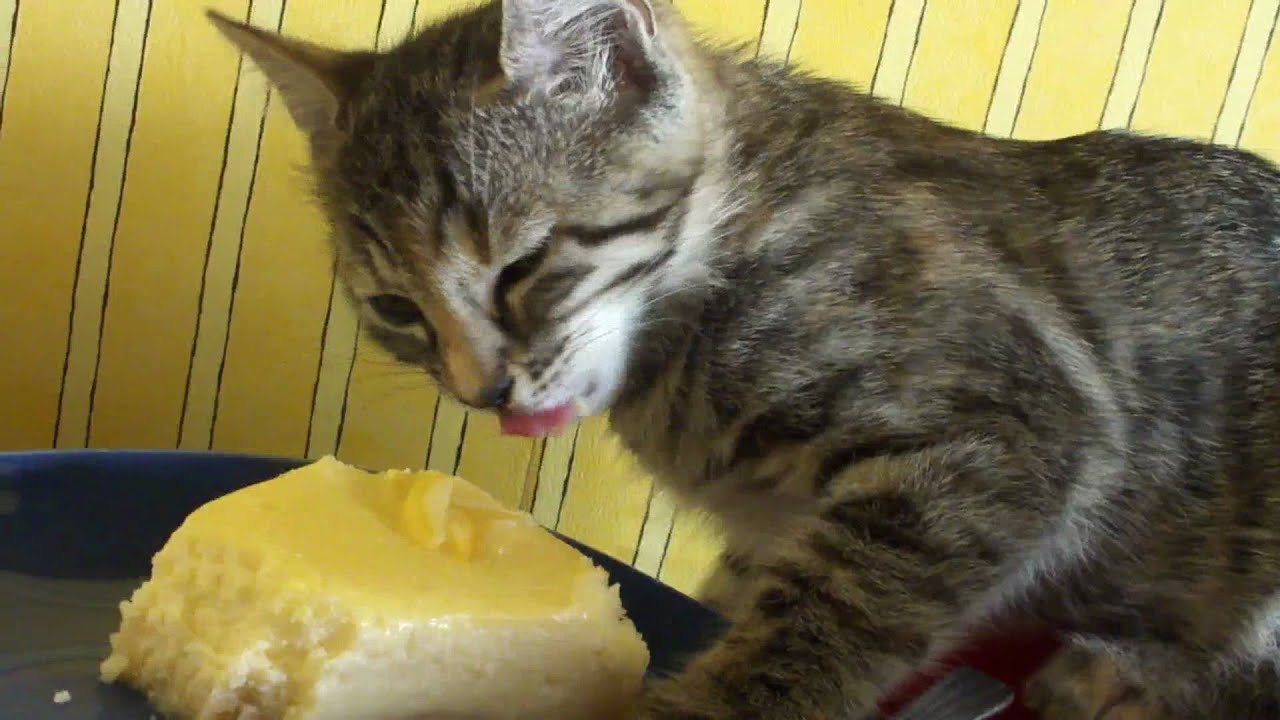 can cats eat cheesecake