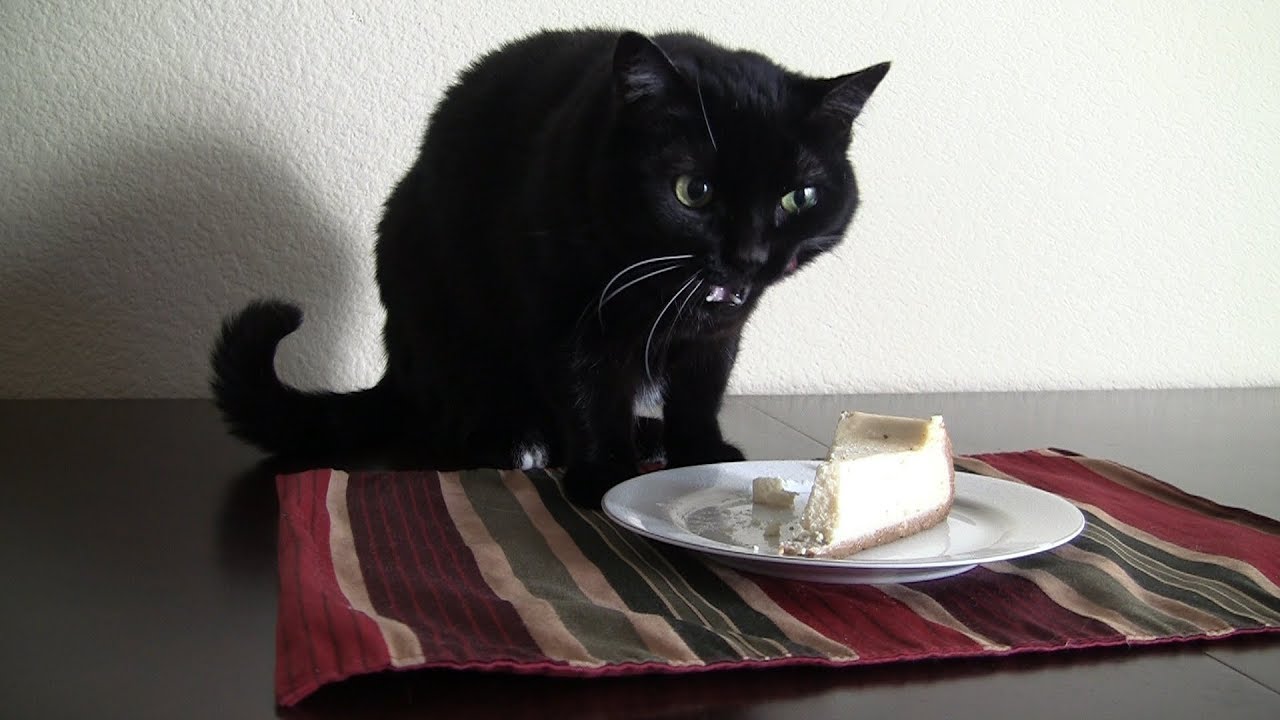 can cats eat cheesecake