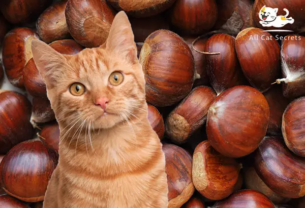 can cats eat chestnuts