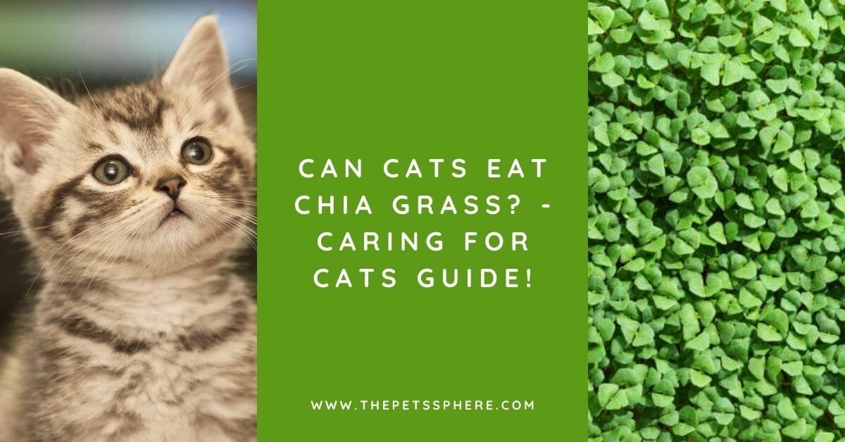 can cats eat chia grass