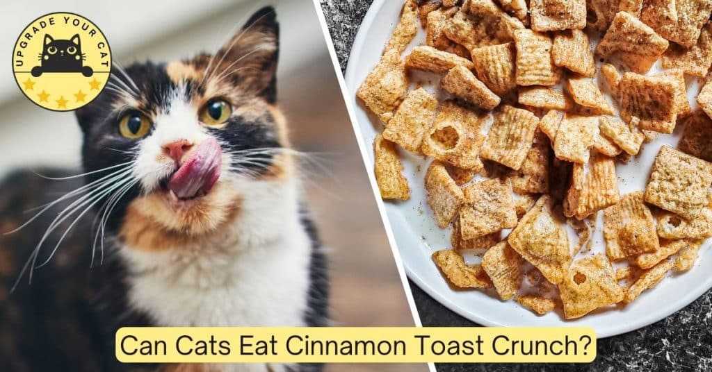 can cats eat cinnamon toast crunch