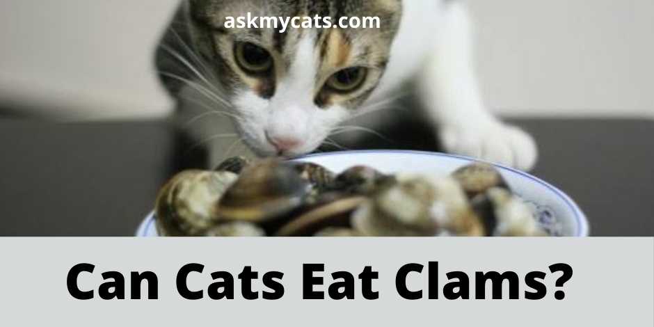 can cats eat clams