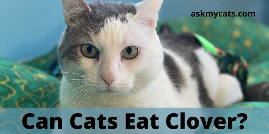 can cats eat clover