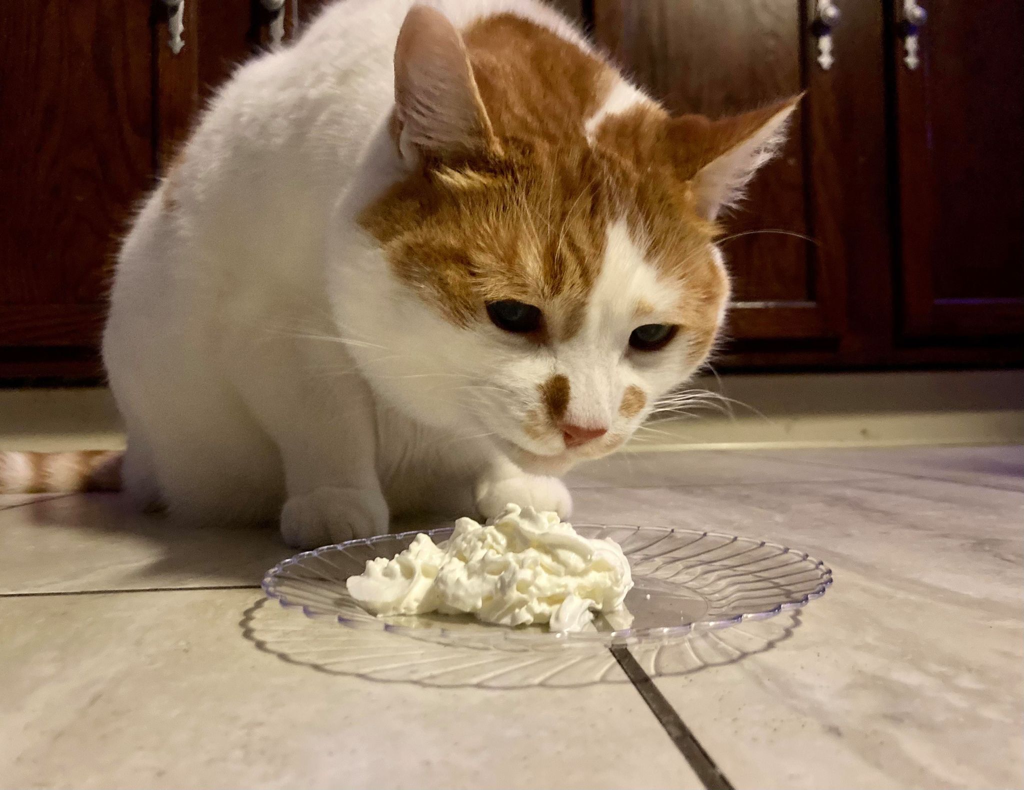 can cats eat cool whip