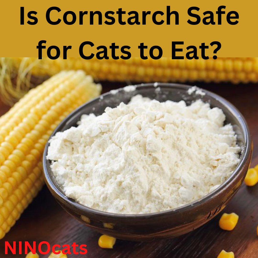 can cats eat corn starch