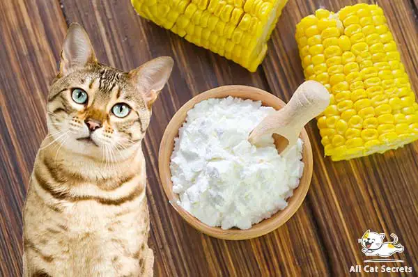 can cats eat corn starch