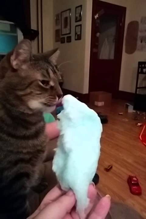 can cats eat cotton candy