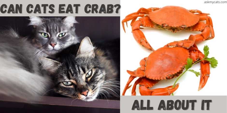 can cats eat crab meat