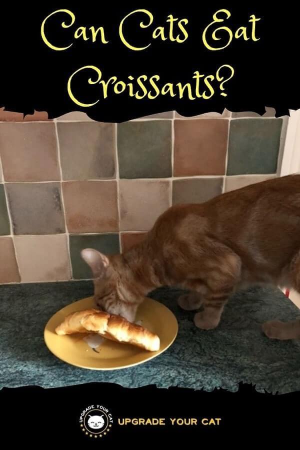 can cats eat croissants