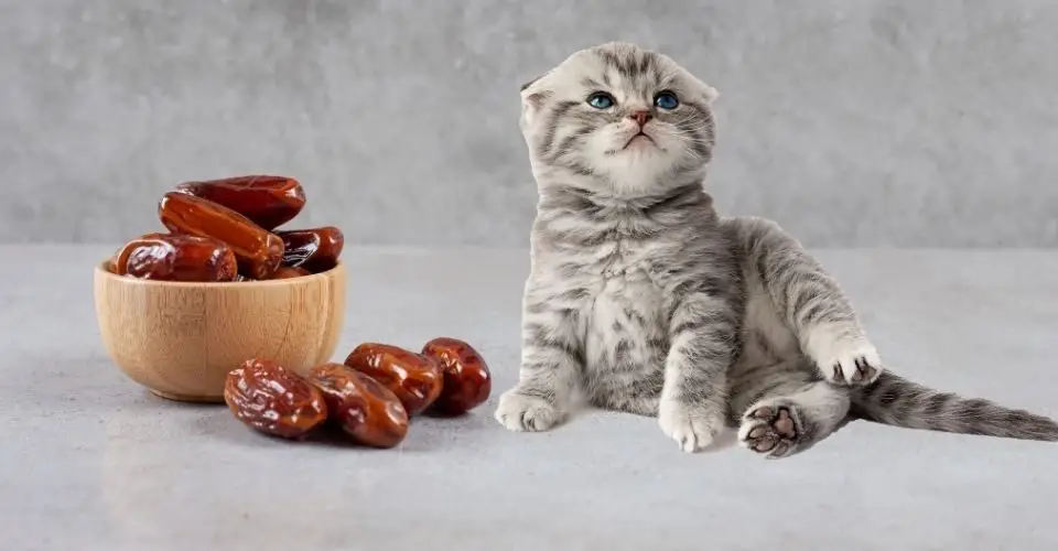 can cats eat dates