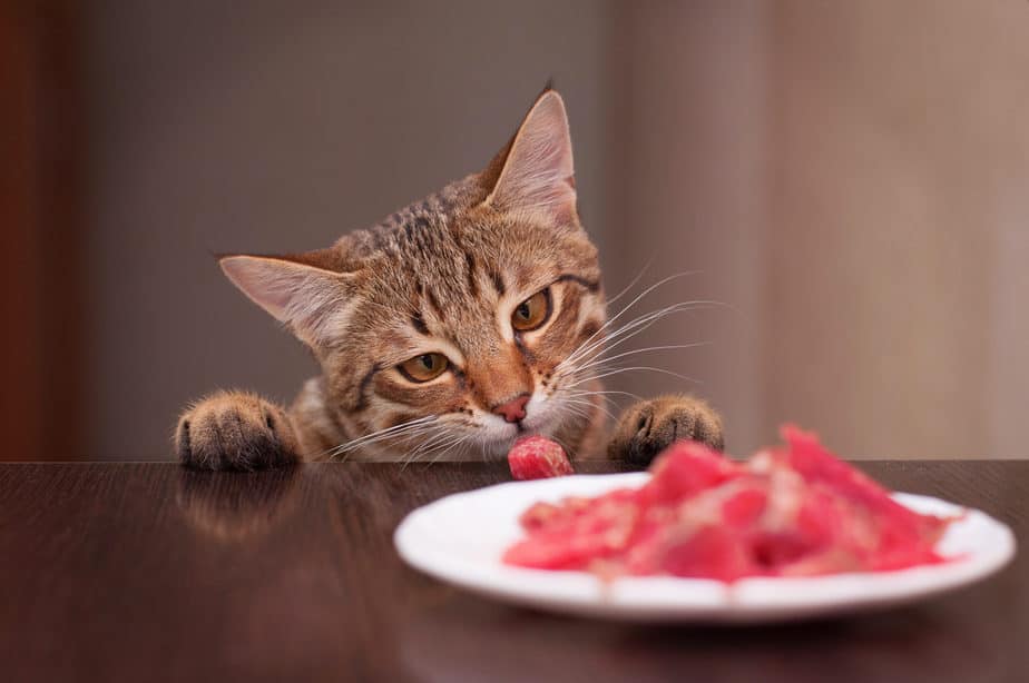 can cats eat deer meat