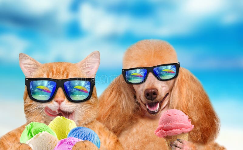 can cats eat dog ice cream