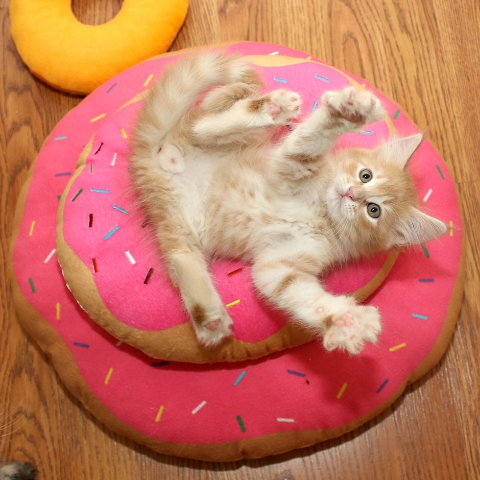 can cats eat donuts