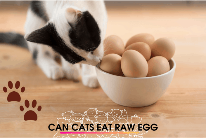 can cats eat egg shells