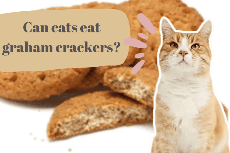 can cats eat graham crackers