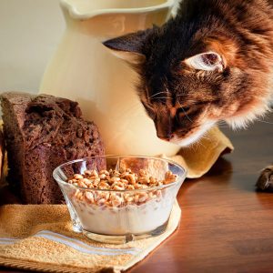 can cats eat granola