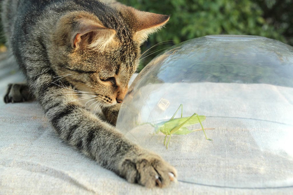 can cats eat grasshoppers