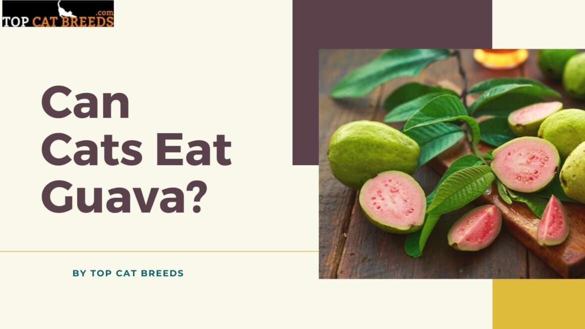 can cats eat guava
