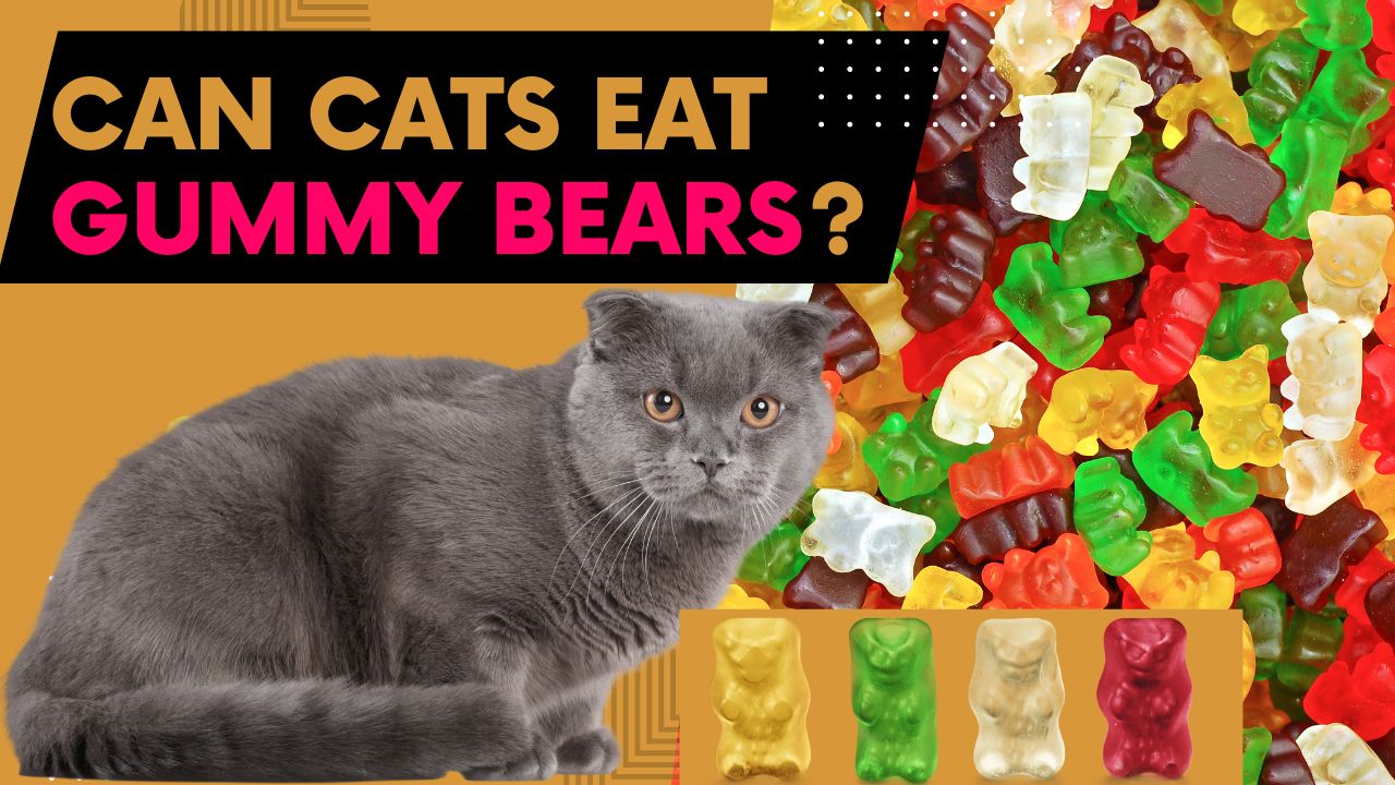 can cats eat gummy bears