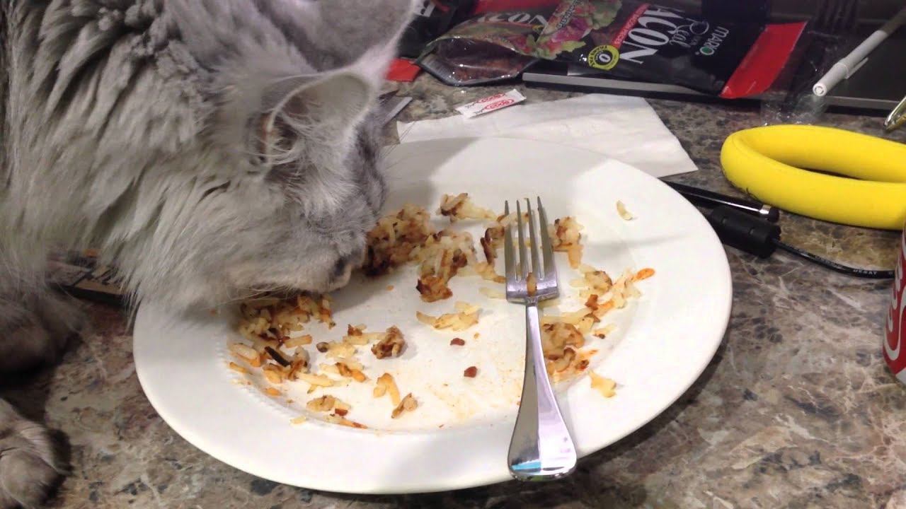 can cats eat hash browns