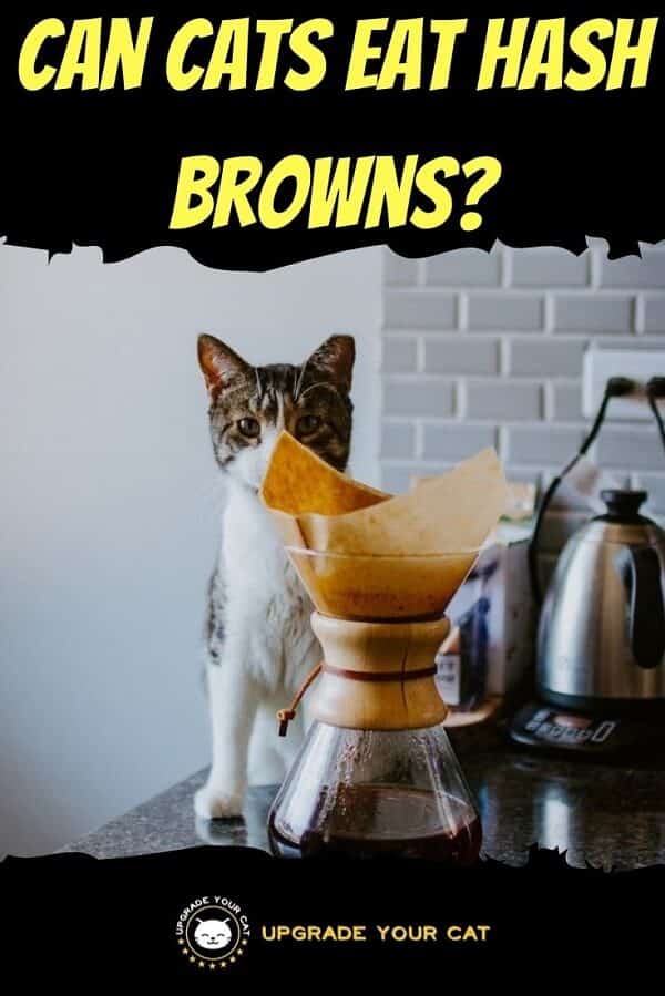 can cats eat hash browns