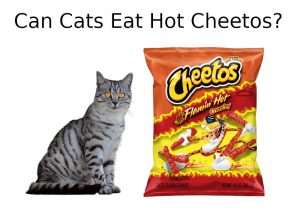 can cats eat hot cheetos