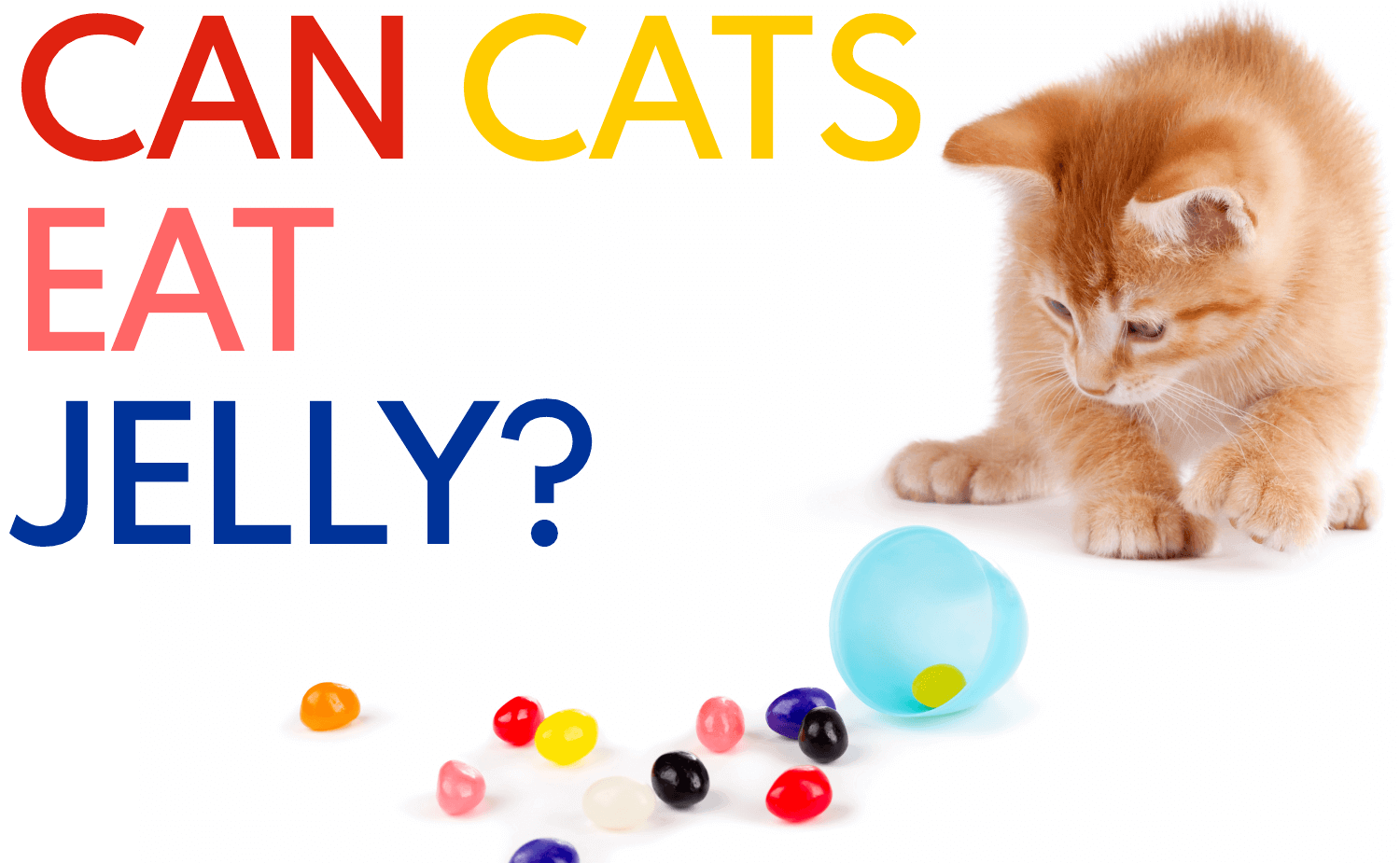 can cats eat jelly