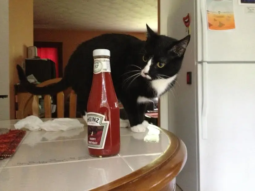 can cats eat ketchup