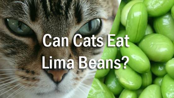 can cats eat lima beans