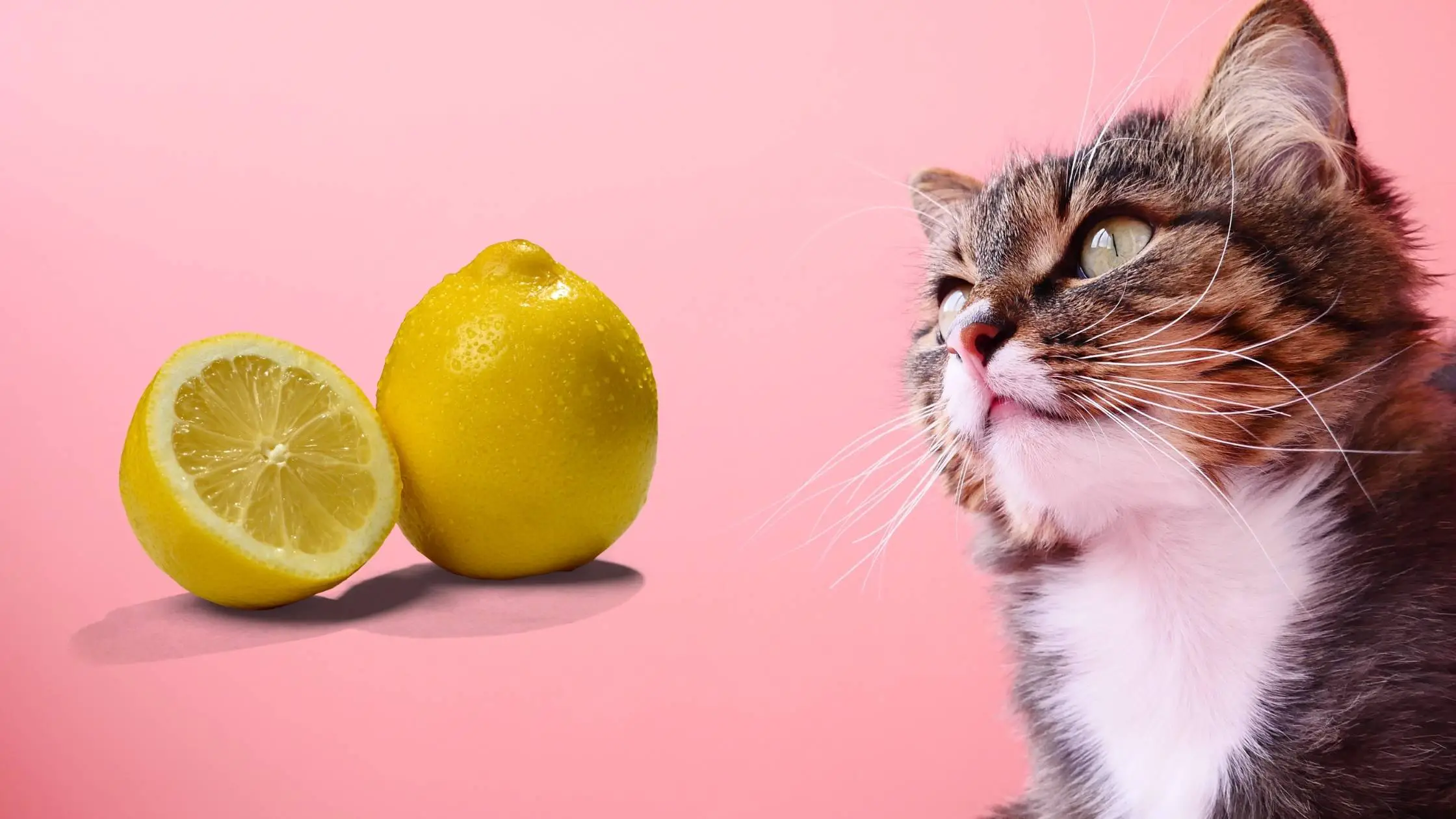 can cats eat lime