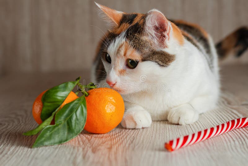 can cats eat mandarin