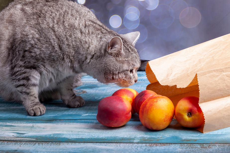 can cats eat nectarines