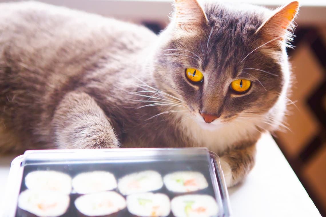 can cats eat nori