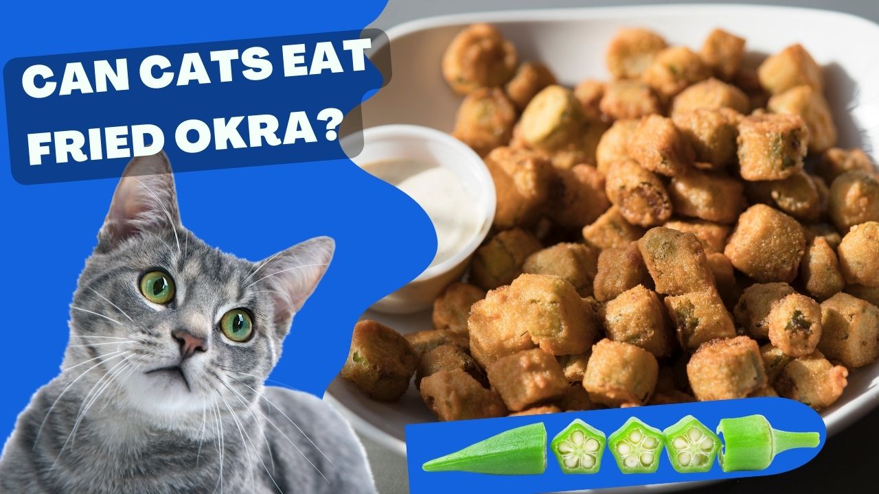 can cats eat okra