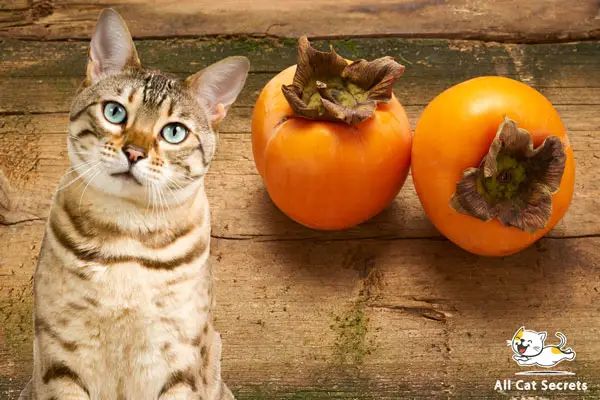 can cats eat persimmons