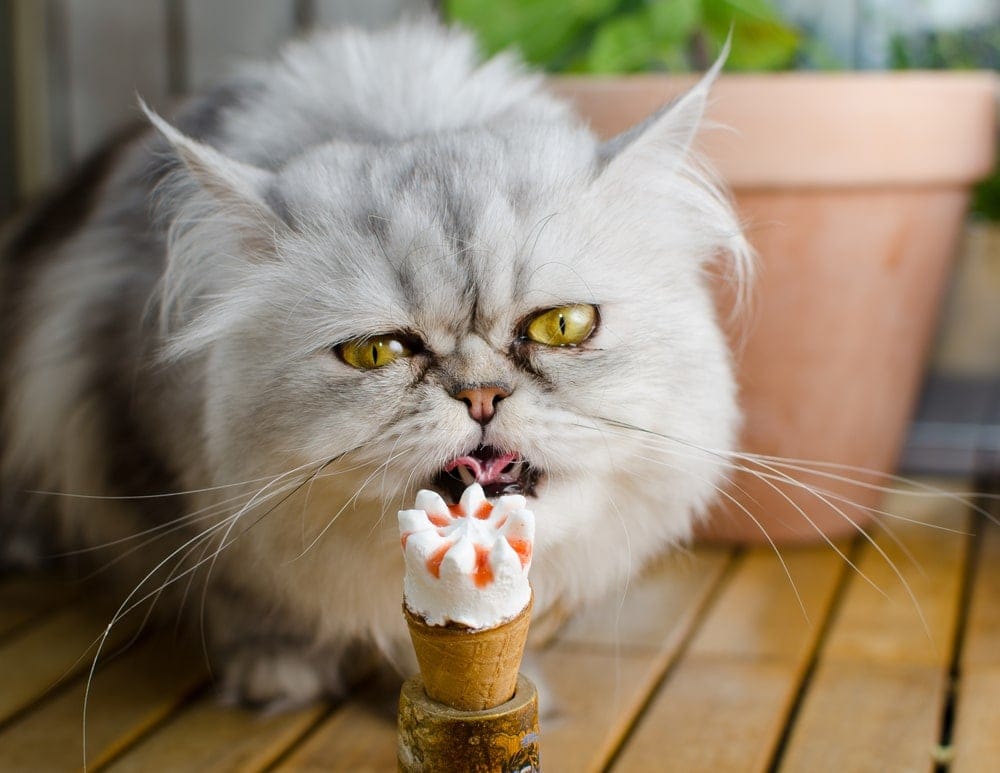 can cats eat pistachio ice cream