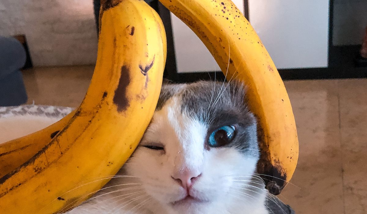 can cats eat plantains