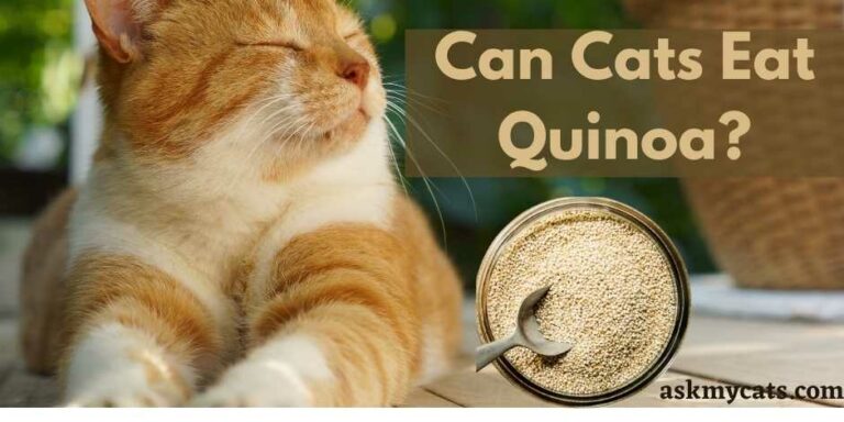 can cats eat quinoa