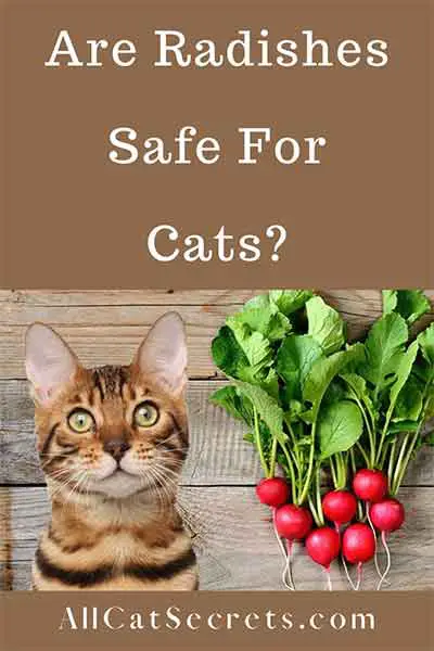 can cats eat radishes