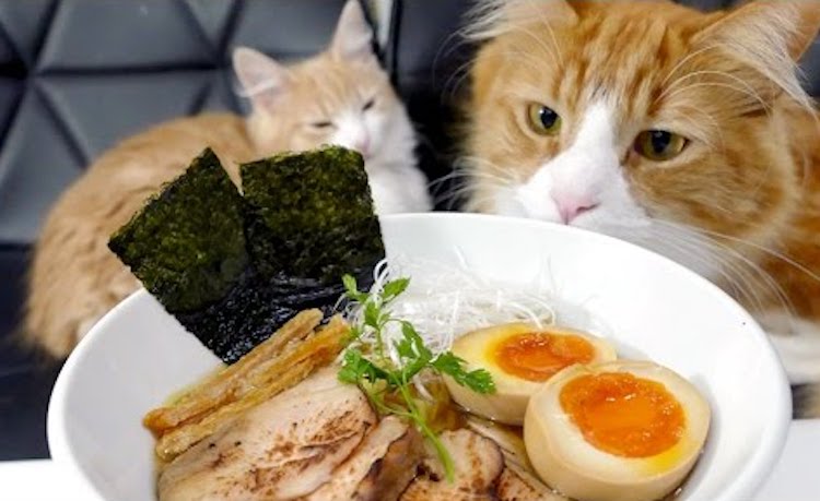 can cats eat ramen noodles