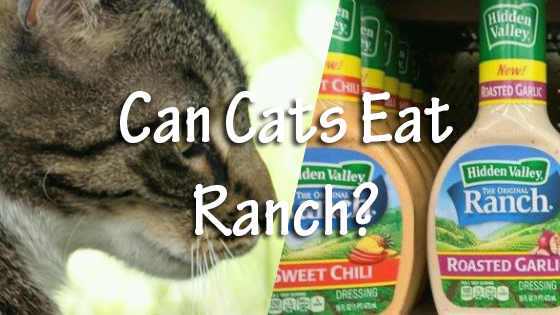 can cats eat ranch