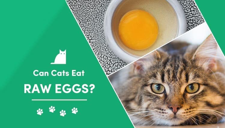 can cats eat raw quail eggs
