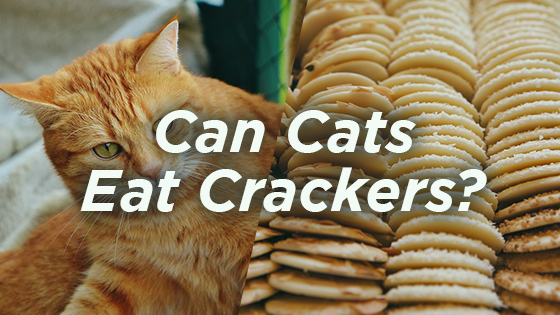 can cats eat ritz crackers
